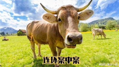 东方牛贵州网红小巴结,探寻贵州风情与美食之旅